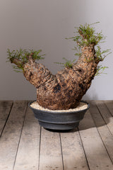 1102 - 発根済 Operculicarya Pachypus オペルクリカリア・パキプス みやび鉢