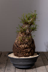 1102 - 発根済 Operculicarya Pachypus オペルクリカリア・パキプス みやび鉢