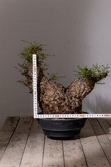 1102 - 発根済 Operculicarya Pachypus オペルクリカリア・パキプス みやび鉢