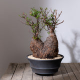 1103 - 発根済 Operculicarya Pachypus オペルクリカリア・パキプス みやび鉢