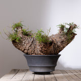 1104 - 発根済 Operculicarya Pachypus オペルクリカリア・パキプス みやび鉢