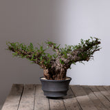 1105 - 発根済 Operculicarya Pachypus オペルクリカリア・パキプス みやび鉢