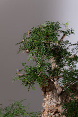 1106 - 発根済 Operculicarya Pachypus オペルクリカリア・パキプス みやび鉢