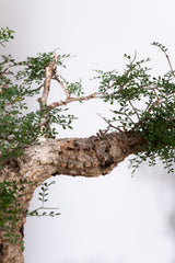 1106 - 発根済 Operculicarya Pachypus オペルクリカリア・パキプス みやび鉢