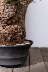 1106 - 発根済 Operculicarya Pachypus オペルクリカリア・パキプス みやび鉢