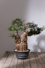 1106 - 発根済 Operculicarya Pachypus オペルクリカリア・パキプス みやび鉢