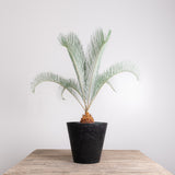 3001 発根済み サイカス カイルンシアナ Cycas cairnsiana