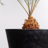 3001 発根済み サイカス カイルンシアナ Cycas cairnsiana