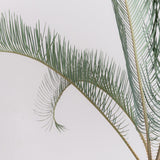 3001 発根済み サイカス カイルンシアナ Cycas cairnsiana