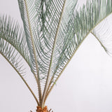3001 発根済み サイカス カイルンシアナ Cycas cairnsiana
