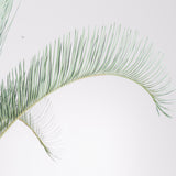 3001 発根済み サイカス カイルンシアナ Cycas cairnsiana