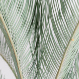 3001 発根済み サイカス カイルンシアナ Cycas cairnsiana