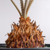 3001 発根済み サイカス カイルンシアナ Cycas cairnsiana