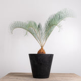3001 発根済み サイカス カイルンシアナ Cycas cairnsiana