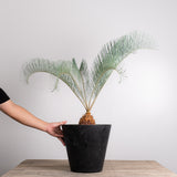 3001 発根済み サイカス カイルンシアナ Cycas cairnsiana