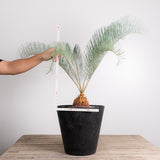 3001 発根済み サイカス カイルンシアナ Cycas cairnsiana