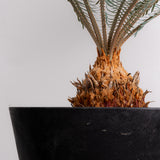 3002 発根済み サイカス カイルンシアナ Cycas cairnsiana