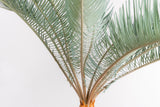 3002 発根済み サイカス カイルンシアナ Cycas cairnsiana