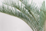 3002 発根済み サイカス カイルンシアナ Cycas cairnsiana