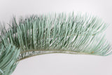 3002 発根済み サイカス カイルンシアナ Cycas cairnsiana