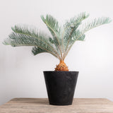 3002 発根済み サイカス カイルンシアナ Cycas cairnsiana