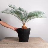 3002 発根済み サイカス カイルンシアナ Cycas cairnsiana