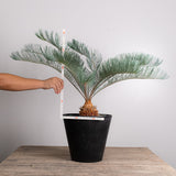 3002 発根済み サイカス カイルンシアナ Cycas cairnsiana