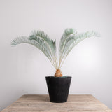 3003 発根済み サイカス カイルンシアナ Cycas cairnsiana