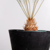 3003 発根済み サイカス カイルンシアナ Cycas cairnsiana