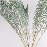 3003 発根済み サイカス カイルンシアナ Cycas cairnsiana