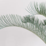 3003 発根済み サイカス カイルンシアナ Cycas cairnsiana