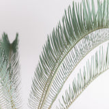 3003 発根済み サイカス カイルンシアナ Cycas cairnsiana