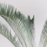 3003 発根済み サイカス カイルンシアナ Cycas cairnsiana