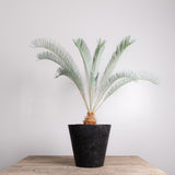 3003 発根済み サイカス カイルンシアナ Cycas cairnsiana