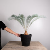 3003 発根済み サイカス カイルンシアナ Cycas cairnsiana