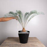 3003 発根済み サイカス カイルンシアナ Cycas cairnsiana
