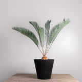3004 発根済み サイカス カイルンシアナ Cycas cairnsiana
