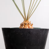3004 発根済み サイカス カイルンシアナ Cycas cairnsiana