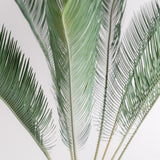 3004 発根済み サイカス カイルンシアナ Cycas cairnsiana