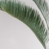 3004 発根済み サイカス カイルンシアナ Cycas cairnsiana