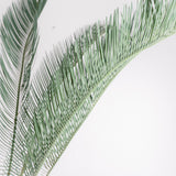 3004 発根済み サイカス カイルンシアナ Cycas cairnsiana