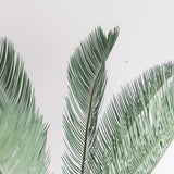 3004 発根済み サイカス カイルンシアナ Cycas cairnsiana