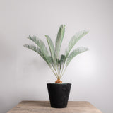 3004 発根済み サイカス カイルンシアナ Cycas cairnsiana