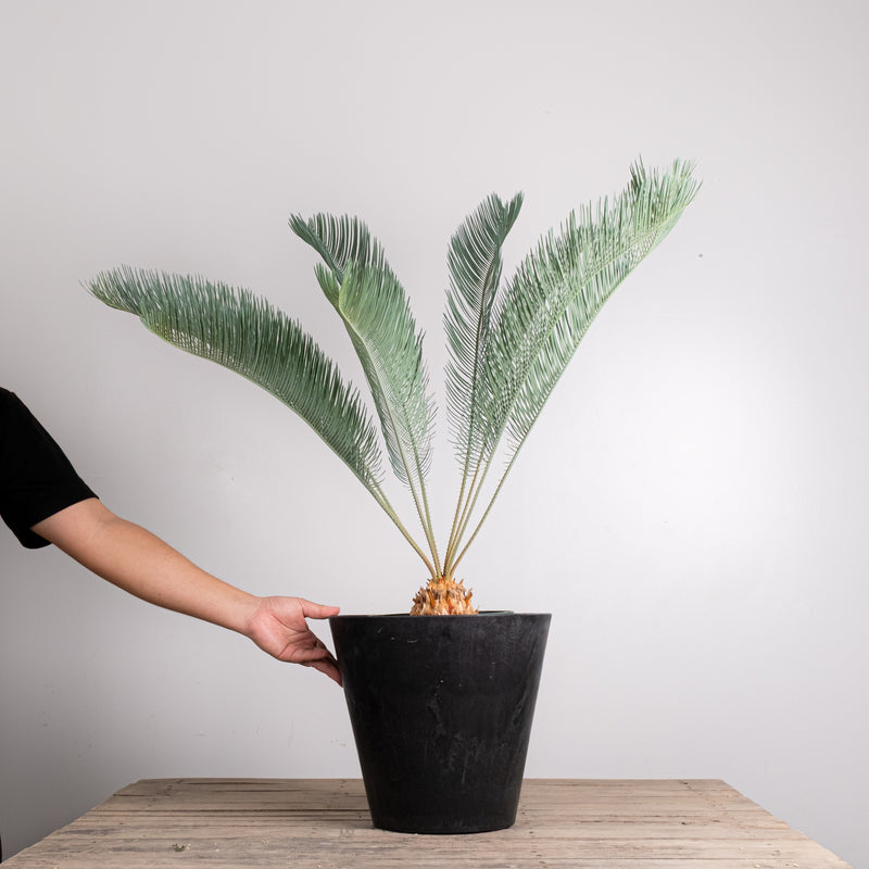 3004 発根済み サイカス カイルンシアナ Cycas cairnsiana – KOMO