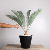 3004 発根済み サイカス カイルンシアナ Cycas cairnsiana