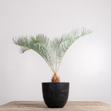 3005 発根済み サイカス カイルンシアナ Cycas cairnsiana