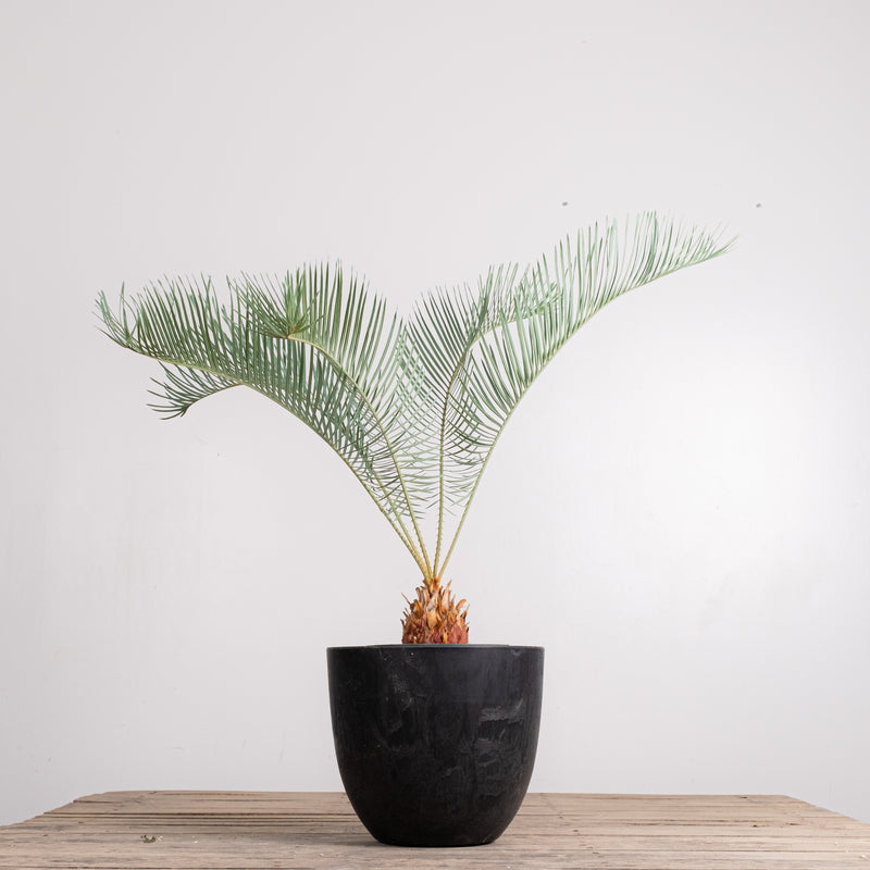 3005 発根済み サイカス カイルンシアナ Cycas cairnsiana – KOMO