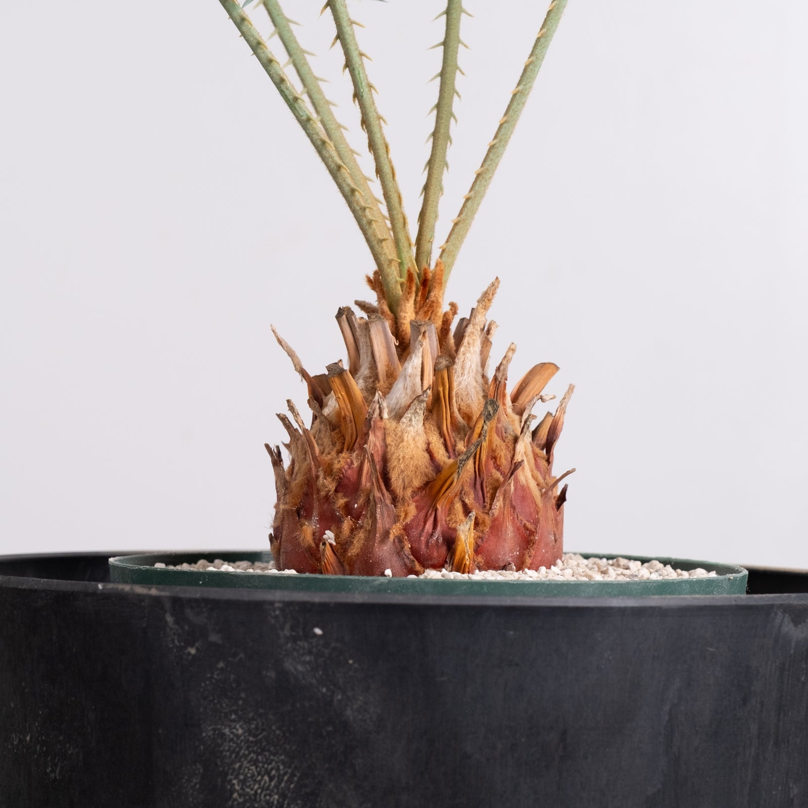 サイカス カイルンシアナ cycas cairnsiana 3005 発根済み サイカス カイルンシアナ Cycas cairnsiana – KOMO
