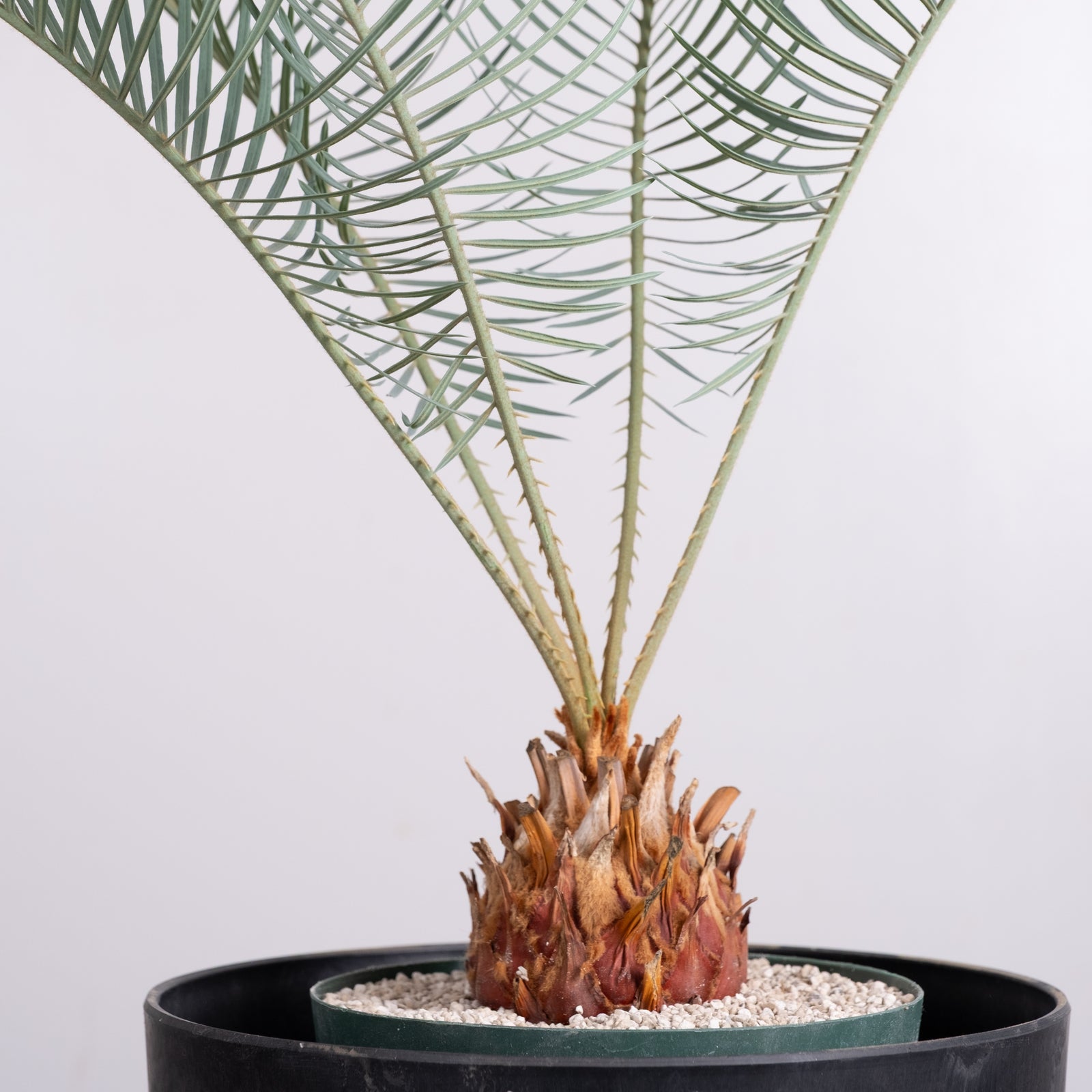 3005 発根済み サイカス カイルンシアナ Cycas cairnsiana – KOMO