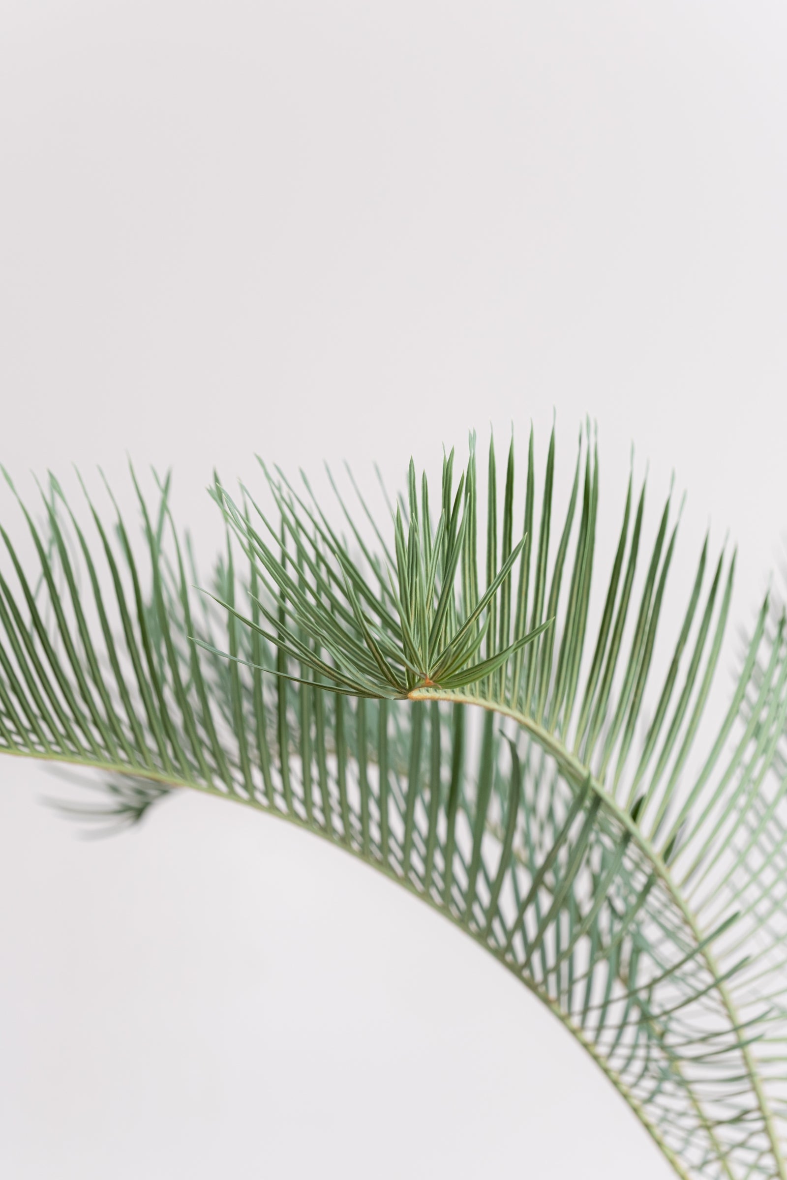 3005 発根済み サイカス カイルンシアナ Cycas cairnsiana – KOMO